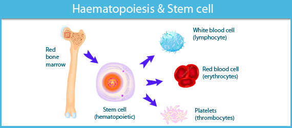 Hematopoietic and Mesenchymal Stem Cells